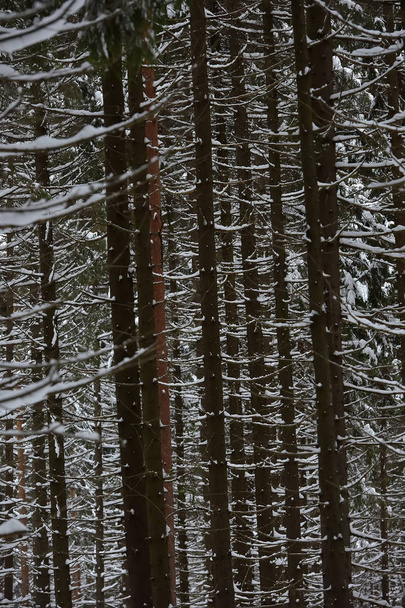 High pines of pine trees, powdered with snow - Фото, изображение