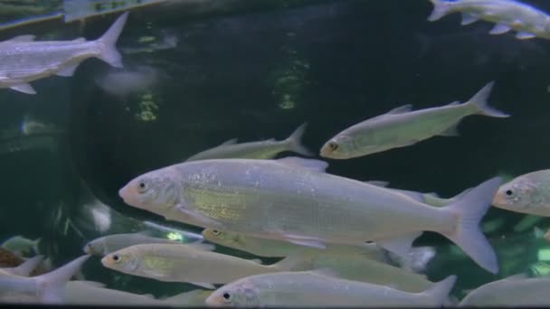 Bacalao de peces de plata nadando en un enorme acuario
 - Metraje, vídeo