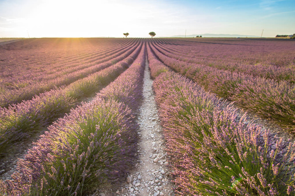 Big lavender field on sunset - Photo, Image