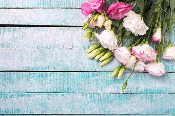 Pink and white eustoma flowers on blue wooden background. Floral mock up. - Fotoğraf, Görsel