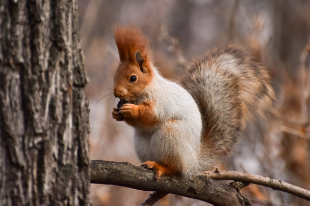 Eichhörnchen im Herbstwald.  - Foto, Bild
