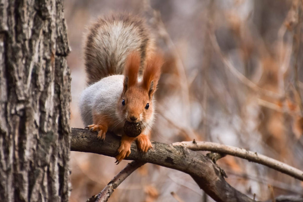 Eichhörnchen im Herbstwald.  - Foto, Bild