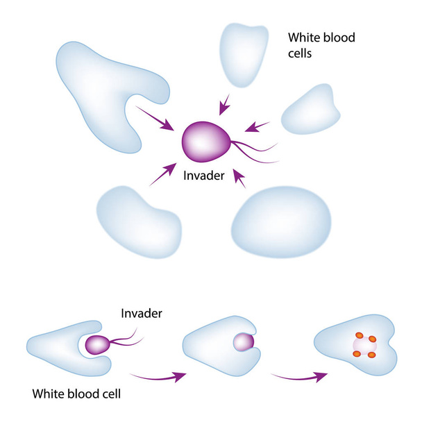 Mecanismo básico do sistema imunitário
 - Vetor, Imagem