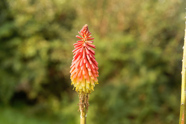 Blume einer Fackellilie (kniphofia uvaria)) - Foto, Bild