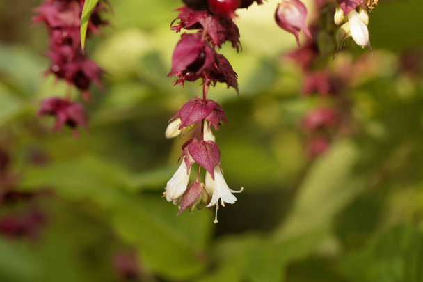 Flowers and fruits of a Himalayan honeysuckle (Leycesteria formosa) - Photo, Image