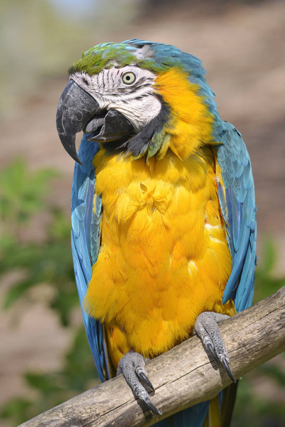 Closeup gelbbrustara macaw or blue-and-gold macaw (Ara ararauna) perched on branch - 写真・画像