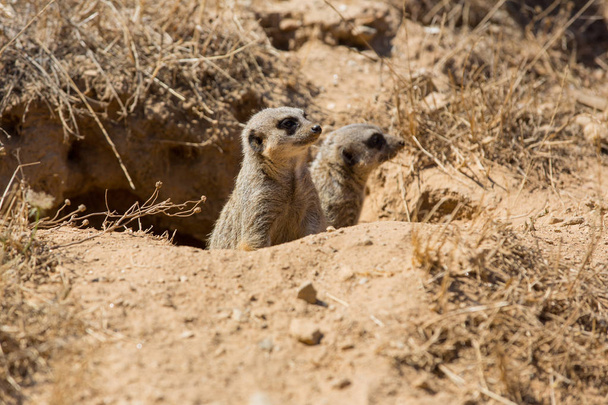 meerkats or suricate watching out for danger - Φωτογραφία, εικόνα