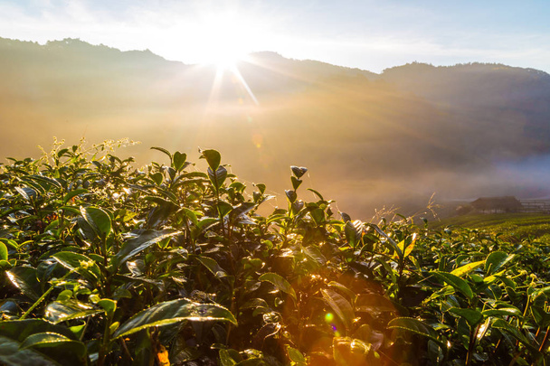 amanecer mañana en el campo de plantación de té en la montaña, escena agrícola
 - Foto, imagen