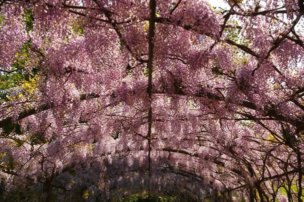 Beautiful Bloming Wisteria at Bardini Graden in Florence. Italy. - Photo, Image
