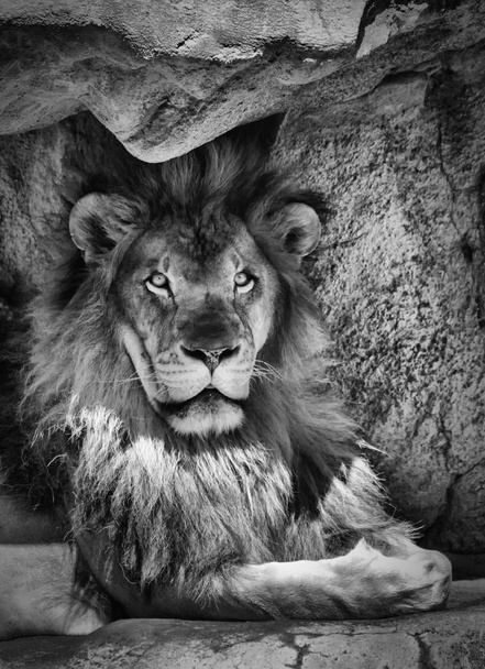 El rey de la selva
 - Foto, imagen
