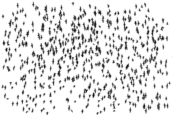 Grand troupeau de dunlins en vol
 - Photo, image