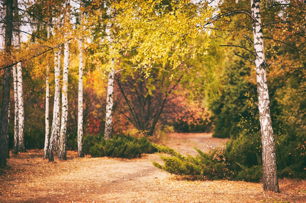 herfst berken bos achtergrond - Foto, afbeelding