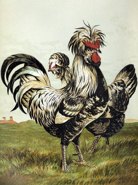 Ilustração de aves. O livro das aves. Londres 1867
 - Foto, Imagem