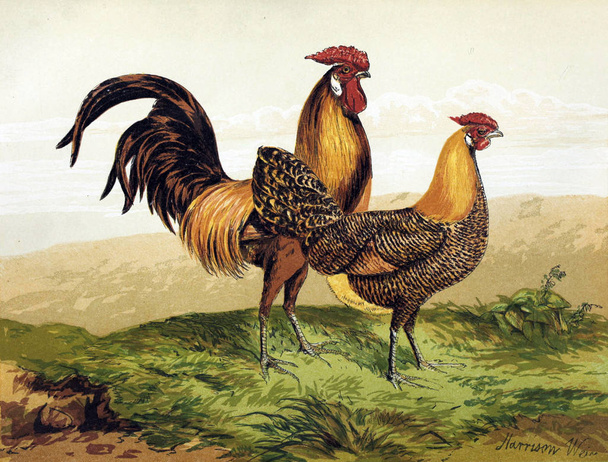 Ilustración de aves. El libro de aves. Londres 1867
 - Foto, imagen