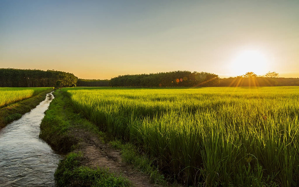 Рисовое поле с восходом или закатом солнца в лучах света
 - Фото, изображение