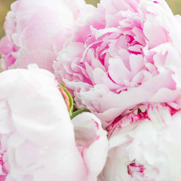 Close up of Fresh bunch of pink peonies on white background - Photo, Image