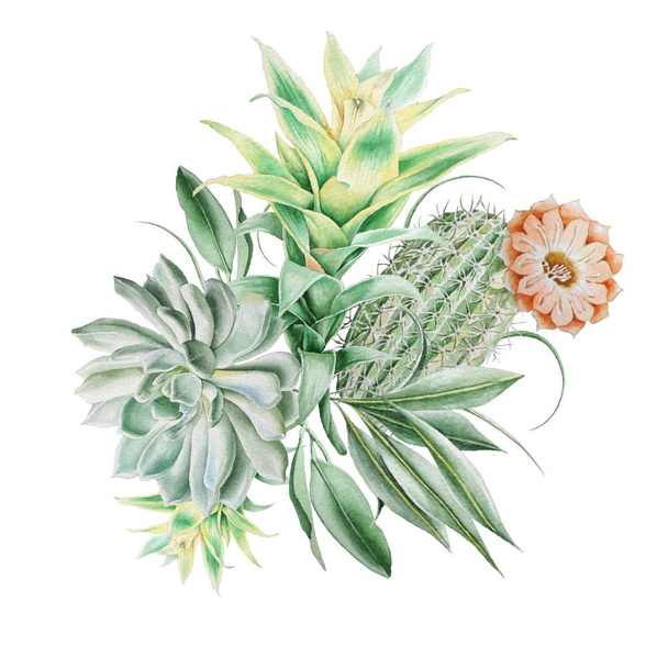 Watercolor bouquet with cactus and succulents. Illustration. Hand drawn. - Fotoğraf, Görsel
