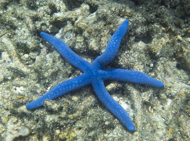 Beautiful blue sea star in Togian islands - Valokuva, kuva