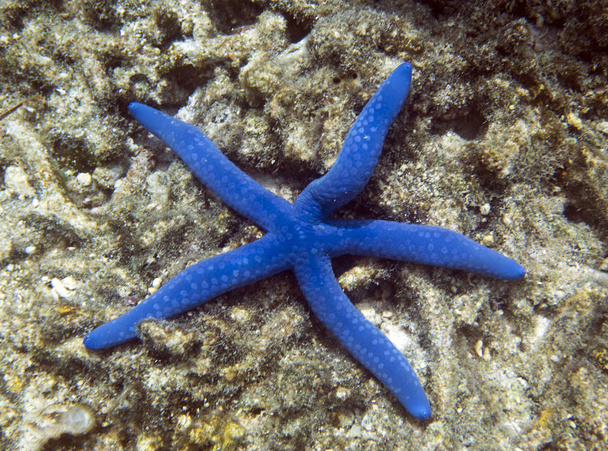 schöner blauer Seestern auf den togischen Inseln - Foto, Bild