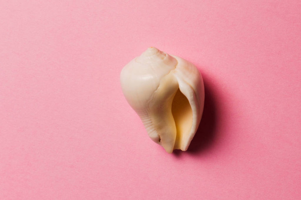 Sea shell on the pink background. Travel concept - Photo, Image
