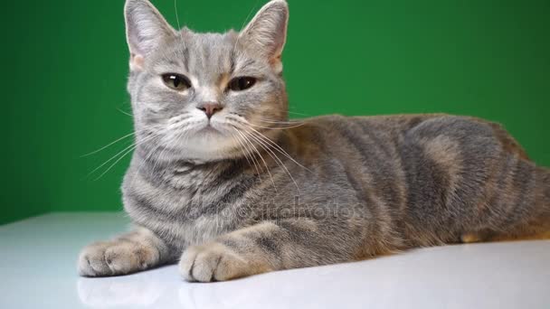 schöne Katze auf einem Hintergrund aus Chroma-Schlüssel - Filmmaterial, Video
