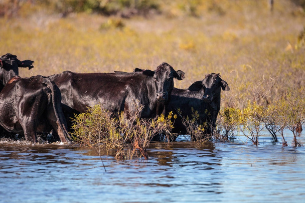 ルイジアナ州の沼地を通る牛の群れ - 写真・画像
