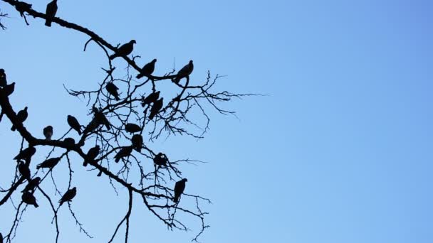 Gołębie lub gołębie w drzewo z błękitnego nieba, noc amerykańska - Materiał filmowy, wideo