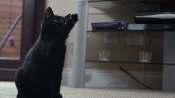 tüylü bir oyuncakla oynamak sevimli siyah yavru kedi, 4k yakın çekim - Video, Çekim