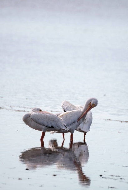 Amerikkalainen valkoinen pelikaani Pelecanus erythrorhynchos
 - Valokuva, kuva
