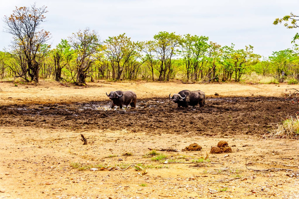 Pantano Búfalos de agua de pie en una piscina de barro en el Parque Nacional Kruger en Sudáfrica
 - Foto, Imagen