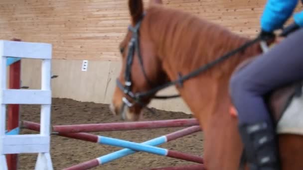 Opleiding van paardrijden binnen - Video