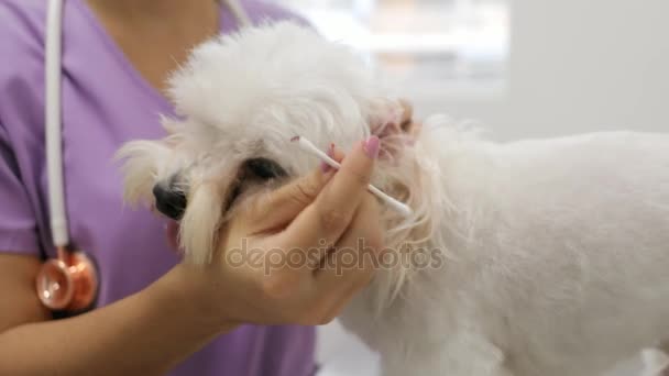 Reiniging van hond oor In kliniek voor dierenarts beroep arts - Video