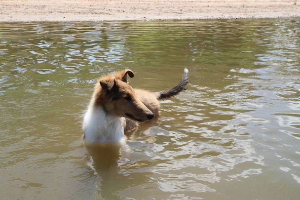 pentu collie rannalla lemmikkieläinten ystävällinen
 - Valokuva, kuva