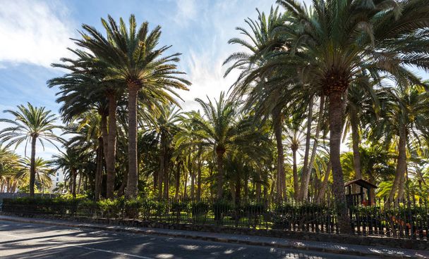 Palmiers poussant dans un parc à Maspalomas, Grande Canarie en Espagne. Route devant
. - Photo, image