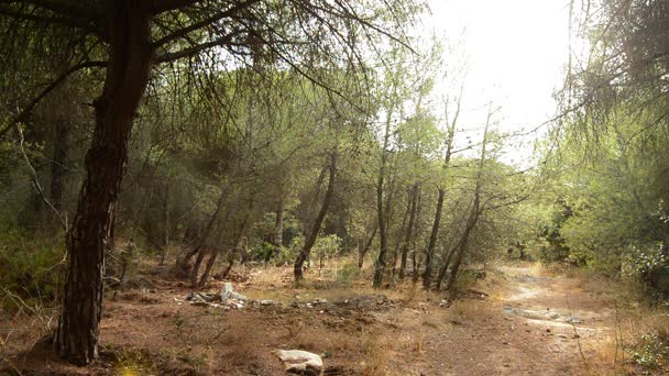 Kuka-szemetes zsákok, egy fenyves erdőben - Felvétel, videó
