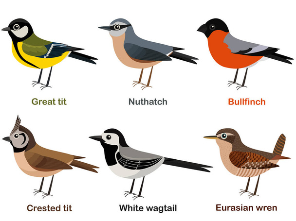 Conjunto de ilustrações vetoriais de desenhos animados bonitos de pássaros europeus - Great tit, Nuthatch, Bullfinch, Crested tit, White wagtail, Eurasian Wren
 - Vetor, Imagem