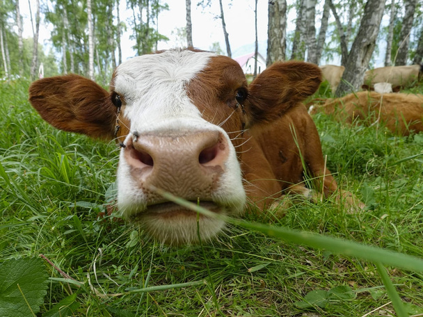Vaca acostada en el prado y comiendo hierba de cerca
 - Foto, imagen