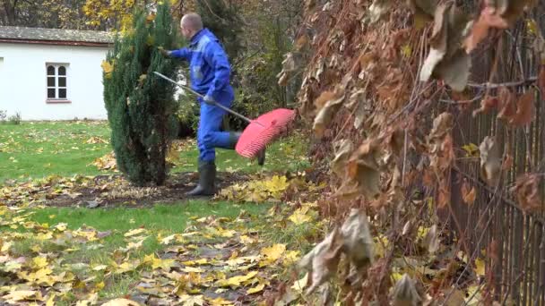 mens in blauwe kleding werken in herfst tuin. 4k - Video