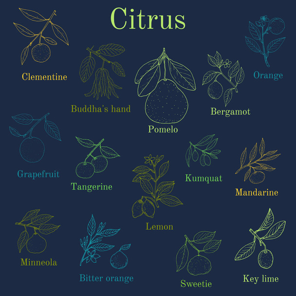 Conjunto de diferentes ramas cítricas con frutas y hojas
 - Vector, Imagen
