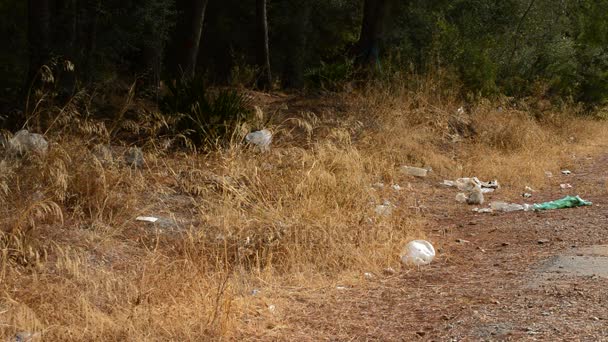 Śmieci w lesie sosnowym - Materiał filmowy, wideo