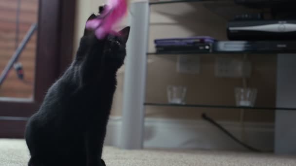 tüylü bir oyuncakla oynamak sevimli siyah yavru kedi, 4k yakın çekim - Video, Çekim