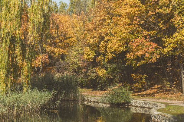 Herbstlicher Stadtpark. Park im Herbst. Enten schwimmen im Teich. brig - Foto, Bild