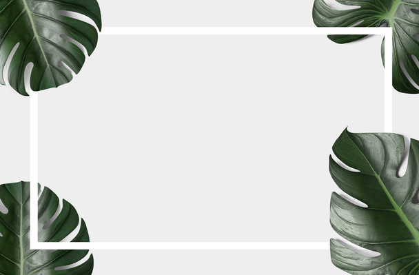 τροπικό πράσινο φύλλα με άσπρο μαύρο πλαίσιο επάνω ελαφρύς υπόβαθρο - Φωτογραφία, εικόνα