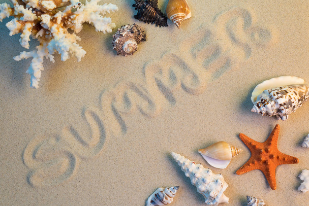 Seashells on sand, summer travel - Foto, imagen
