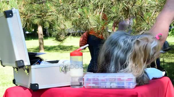 soo cute, beautiful yorkshire terrier dog, grooming before the dog show - Footage, Video