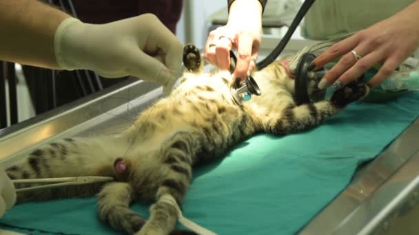 sterylizacji kocur, kastracja kota - Materiał filmowy, wideo