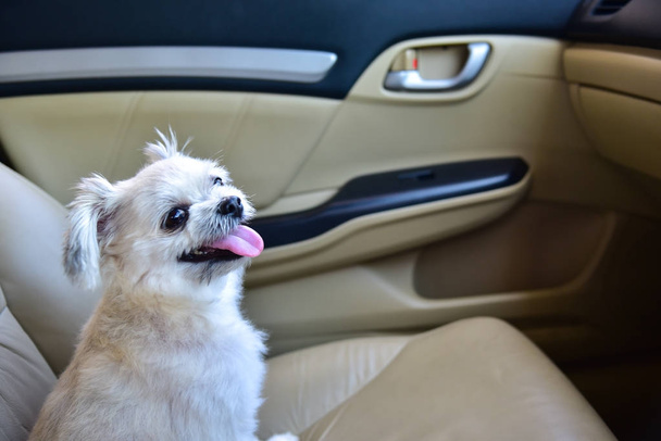 Koira niin söpö istuu autossa odottaa matkustaa
 - Valokuva, kuva