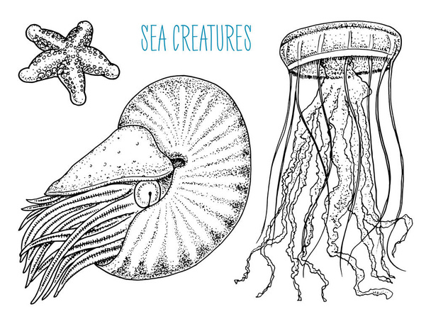 Deniz yaratık nautilus pompilius, denizanası ve deniz yıldızı. kabuklu deniz ürünleri ya da yumuşakça veya midye. oyulmuş elle eski kroki, vintage tarzı çizilmiş. Deniz veya deniz, canavar ya da yiyecek. okyanus hayvanlarda. - Vektör, Görsel