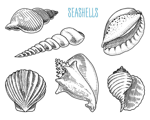 貝殻や軟体動物の異なった形態。海の生き物。刻まれた手の古いスケッチ、ビンテージ スタイルで描画されます。海事または海洋、モンスターや食べ物。海の動物. - ベクター画像