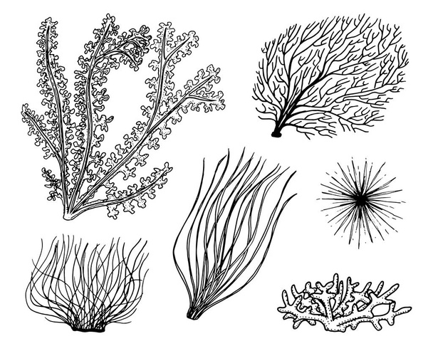 Meerespflanzen Algen. pflanzliches Leben und Nahrung für Fische. Handgezeichnet in alter Skizze im Vintage-Stil. See- oder Meeresgrün, Monster oder Fische. Tiere im Ozean. - Vektor, Bild